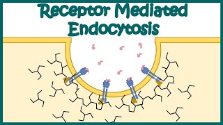 Receptor mediated endocytosis  Detailed Animation on Receptormediated Endocytosis Endocytosis [upl. by Ramso235]