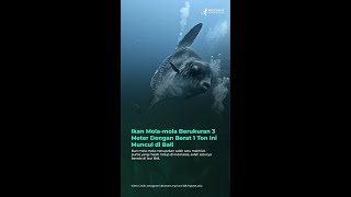 Ikan Molamola Berukuran 3 Meter Dengan Berat 1 Ton Ini Muncul di Bali [upl. by Jardena764]