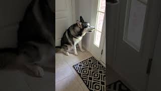 Husky Barking [upl. by Elli]