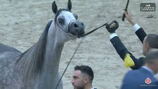 Sharjah A H Festival 2024 UAE BRED Senior Mares Championship [upl. by Idnak]