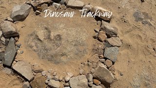 Dinosaur Trackway  Buckhorn Draw  San Rafael Swell  Utah [upl. by Meeharb504]