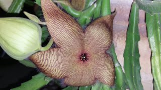 Amazing plantStapelia gigantea [upl. by Jonati881]