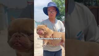 Cute bully dog pets heartwarmingpets animallover animals [upl. by Akeyla285]