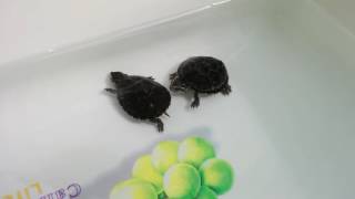 Common Musk Turtle Stinkpot Turtle Baby [upl. by Akeihsat834]