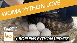 Woma pythons and breeding  part 2  well we got eggs  Boelens python update [upl. by Robison]