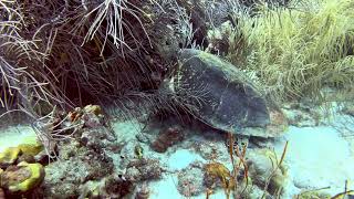 Bonaire  Scuba Diving  House Reef Mi Dushi Drift and Forest  4k [upl. by Kee972]