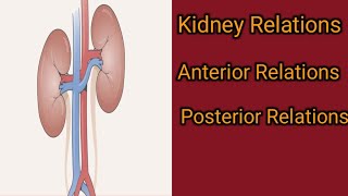 Relations of Kidney [upl. by Suzette807]