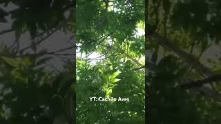 Zorzal cantando 🐦 aves parati foryou birds animal animalesdegranja cantodeaves [upl. by Ecyob984]