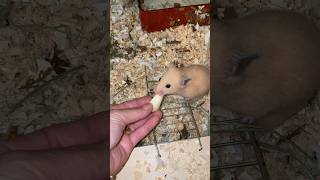 shorts  ADORA MAÇÃ ❤️pets cuteanimals viral animals animalshor hamsters pet mari [upl. by Nsaj]