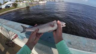 Matlacha Bridge Redfish amp Snook 4k test [upl. by Buzz953]