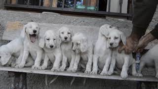 English Setter first lesson [upl. by Fredi336]