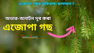 অভাৱ অনাটন দূৰ কৰা এজোপা গছ এজোপা গছৰ অবিশ্বাস্য ফলাফল Vastu Assam ।।Dhurrjyoti Baruah [upl. by Yevoc]