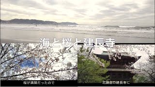 【Vlog】いざ鎌倉へ ～海と桜と建長寺～ Lets go to Kamakura ～The sea the cherry blossoms and Kenchoji Temple～ [upl. by Justino657]