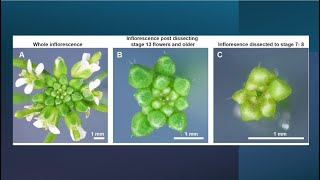 Precision Dissection of Arabidopsis Flowers from Inflorescence Using Tweezers [upl. by Ali]