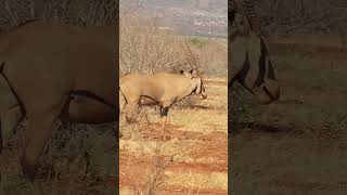 Oryx Antelopes The Pride of the African Savanna 🦁👑 Oryx Africa Savanna Wildlife [upl. by Macpherson]