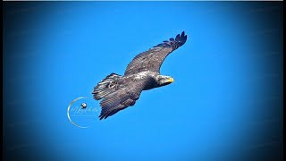 SWFL Eagles  2 Sub Adults amp Juvie Flying Overhead M15 Brings Fish Gift For F23 🐟 Vocals 112324 [upl. by Carlotta463]