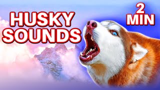 Husky Sounds 2 Minutes [upl. by Stormie606]