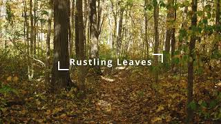 Rustling leaves sound effect in 4 minutes [upl. by Nebur41]