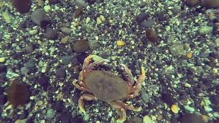 Porteau Cove Freediving  Centennial III Ship Wreck [upl. by Coralie]