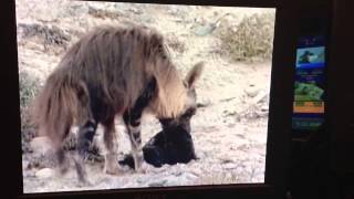 Hyena snatches kills baby seal [upl. by Asyal]