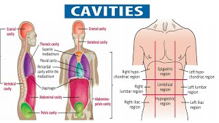 Body Cavities Cranial Cavity Vertebral Cavity Thoracic Cavity Abdominal Cavity Pelvic Cavity [upl. by Schwinn852]