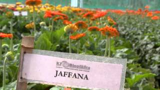 Model Gerbera Farm [upl. by Sophia]