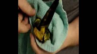 How To Clip A Birds Wings [upl. by Schwejda]