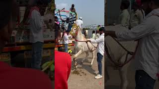 Yeola Dasra Market horse trending shortvideos [upl. by Ingar477]