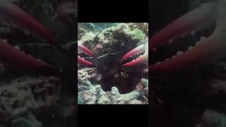 Mantis Shrimps Punch Boils Water😲  How Solid Is The Punch Of Peacock Mantis Shrimp [upl. by Kass]