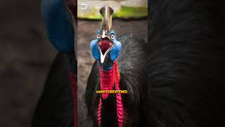 Cassowary Bird Guardians Of The Ancient Rainforest fact nature [upl. by Inaflahk789]