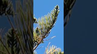 Araucaria heterophylla  Norfolk Island Pine  Chania Crete [upl. by Enirod155]