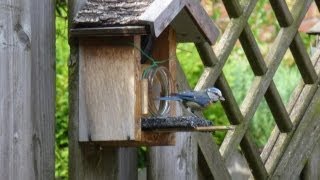 Pindakaaspothouder Poezen en vogels en pindakaas Peanut butter cats and birds [upl. by Hsiri437]