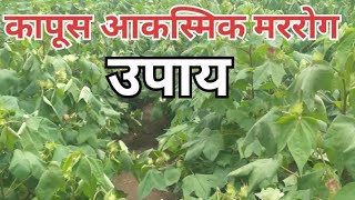 कापूस आकस्मिक मर रोगावरील उपाययोजनाkapus mar rog upay yojna AtishTate [upl. by Ettesoj]