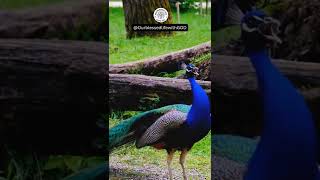 EXQUISITE BLUE PEAFOWL MAKING AN ALARM CALL shorts [upl. by Nnaoj]