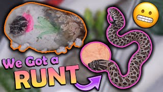 A Runt Hognose Snake Hatched [upl. by Arlee]