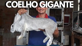 Coelho Gigante  criação de coelhos  gigantes de flandres [upl. by Asilec]