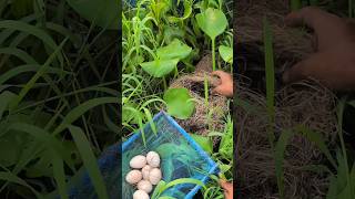 We found waterfowl eggs in vast wetlands [upl. by Anyel]