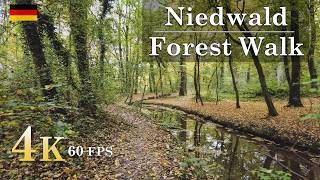 Autumn Forest Walk in Niedwald Germany  4K 60fps  Relaxing Nature Sounds [upl. by Khudari538]