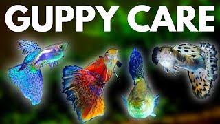 Guppy Fish Care 10 Things You Should Know About Guppies [upl. by Madox]