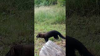 Curious Fisher Investigates in front of the Trail Camera [upl. by Ynetruoc452]