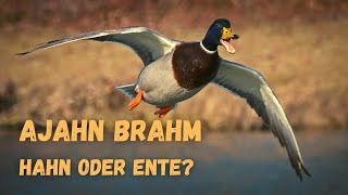 Hahn oder Ente  buddhistische Kurzgeschichte von Ajahn Brahm [upl. by Nnaj710]