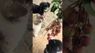 Do you eat lychees⁉️ dog cute cuteanimal animals cutepet dogvideos puppy cutepuppy shorts [upl. by Winikka]