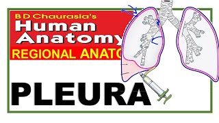 Chp15  Pleura  Thoracic Cavity  Thoracic Cage  Dr Asif Lectures [upl. by Cyb]