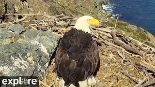 Bald Eagle Protects Eggs from Raven Attack [upl. by Nyhagen313]