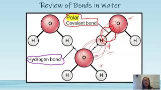 Properties of Water AP Bio Topic 11 [upl. by Attennek209]