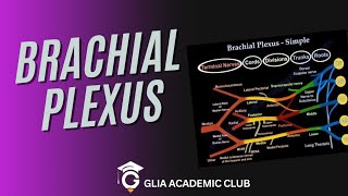 BRACHIAL PLEXUS Part1 [upl. by Orvas]