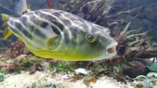 Fahaka Puffer Fish Laid eggs AGAIN [upl. by Karina]