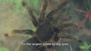 5 Giants of the Spider World [upl. by Heidie]