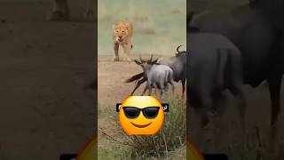 Lion vs wildebeest animals shorts [upl. by Carmine271]