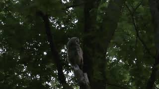 🦉barred owl call to young [upl. by Ardnahc413]